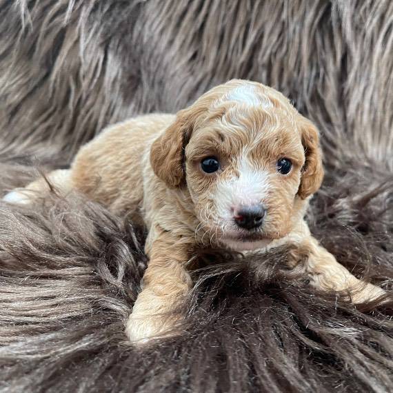 Cockapoo puppy for sale in Bangalore  at the best price - Breed n Breeder